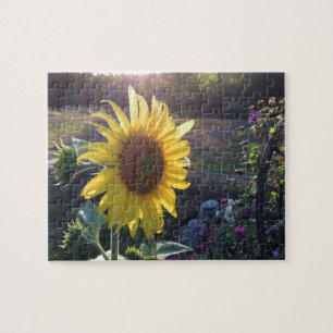 Sunflower at Sunset --- Jigsaw Puzzle