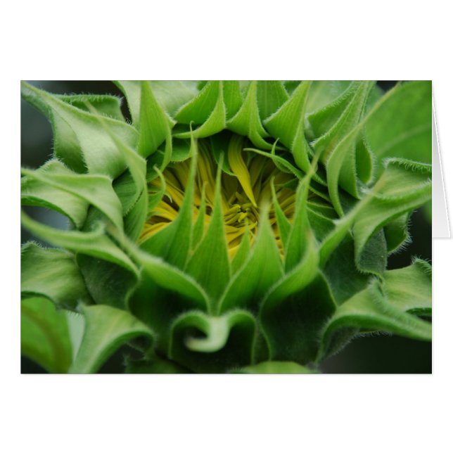 Sunflower Awakens Card (Front Horizontal)