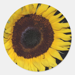 Sunflower Beauty Classic Round Sticker