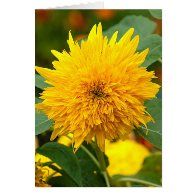 Sunflower Before Bloom (Front)