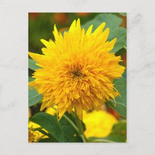 Sunflower Before Bloom Postcard