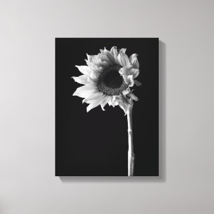 Sunflower - Black and White Photograph Canvas Print