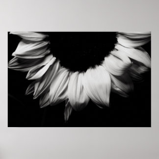 Sunflower Black and White Poster
