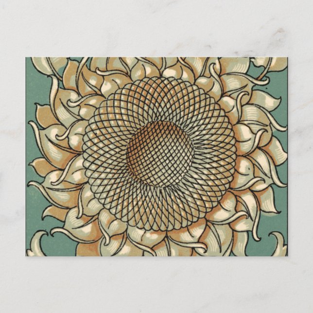 Sunflower Bloom on Blue-green Background Postcard (Front)