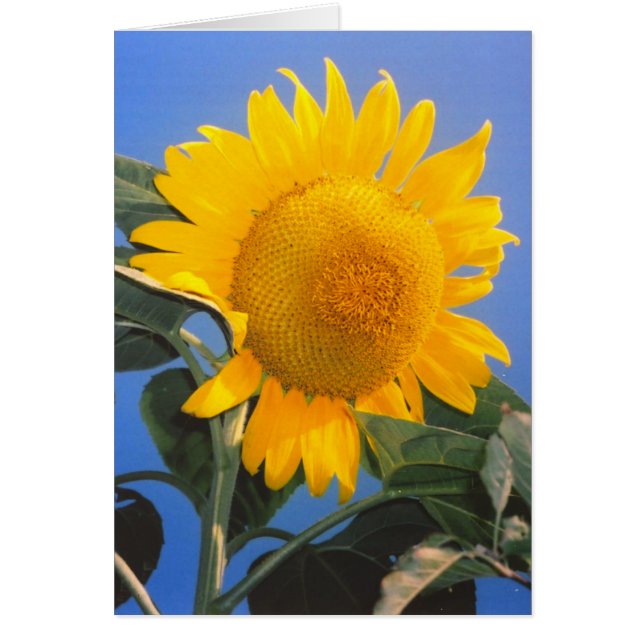 Sunflower Blue Sky Greeting Card (Front)