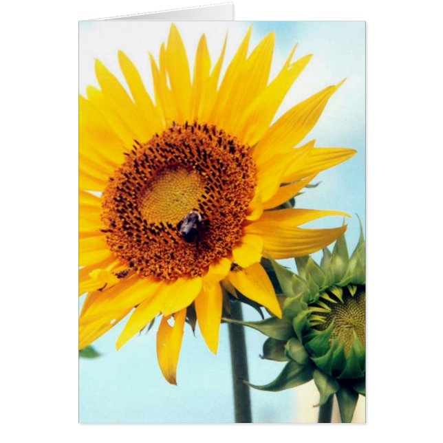 Sunflower Blue Sky Greeting Note Card (Front)