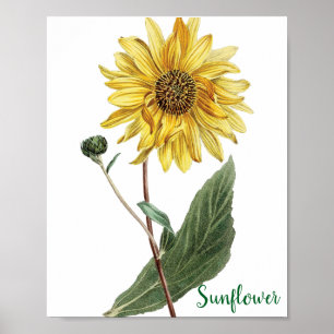 Sunflower Botanical Illustration Floral Poster