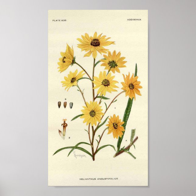 Sunflower Botanical Print (Front)