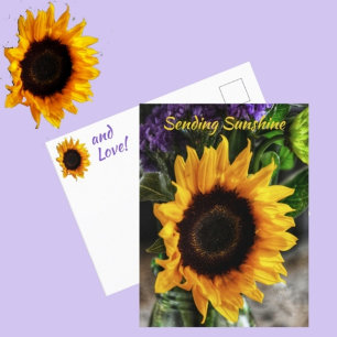 Sunflower Bouquet Botanical Photographic Floral Postcard