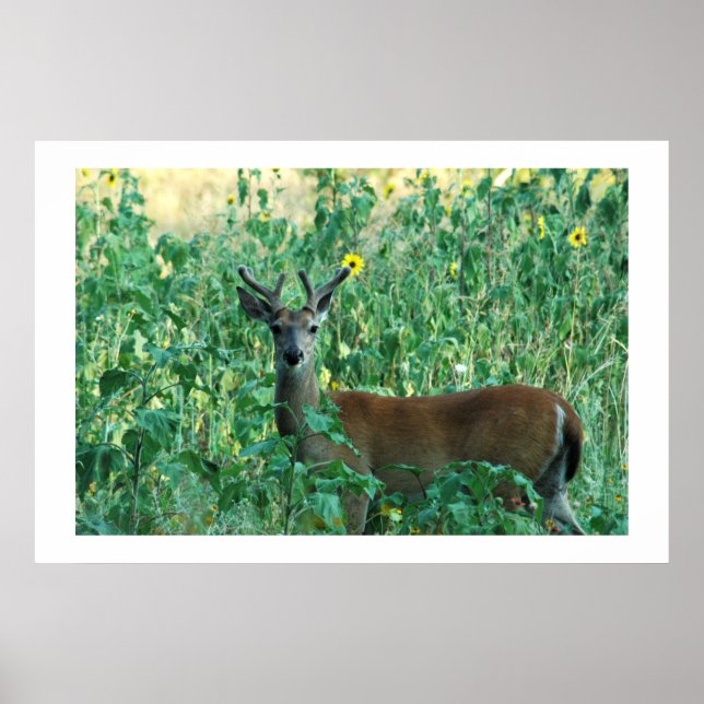 Sunflower Buck Poster (Front)