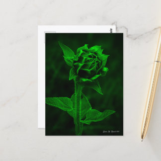 "Sunflower Bud" Postcard