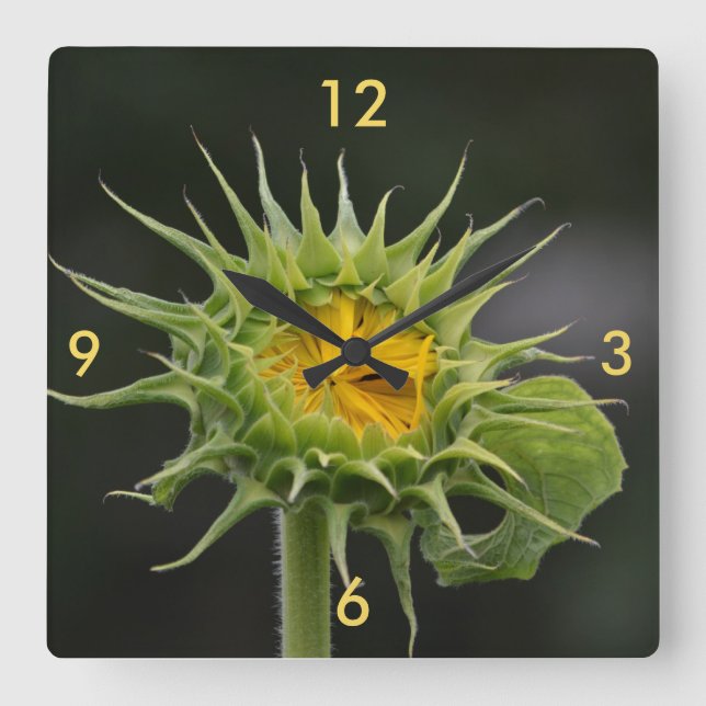 Sunflower Bud Wall Clock (Front)