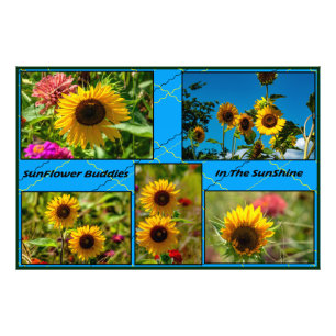 SunFlower Buddies In The SunShine Photo Print