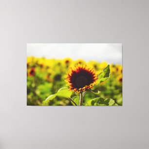 Sunflower Canvas Print