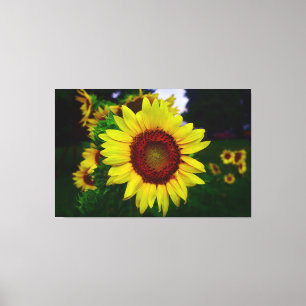 Sunflower Canvas Print