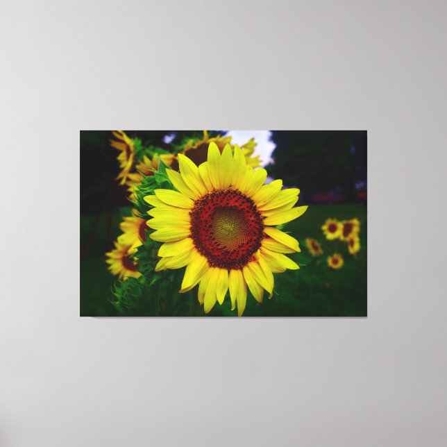 Sunflower Canvas Print (Front)