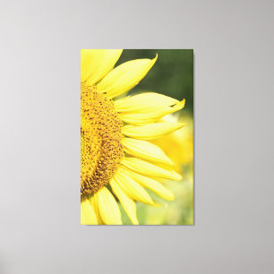 Sunflower Canvas Print