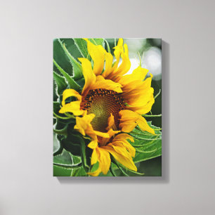 Sunflower Canvas Print
