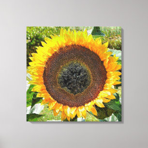 SUNFLOWER CANVAS PRINT