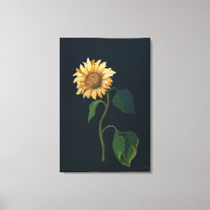 Sunflower Canvas Print