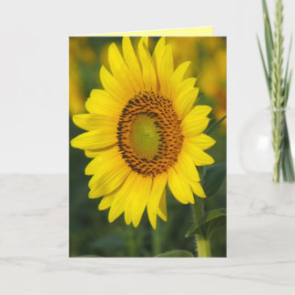 Sunflower Card