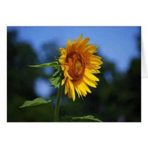 Sunflower Card