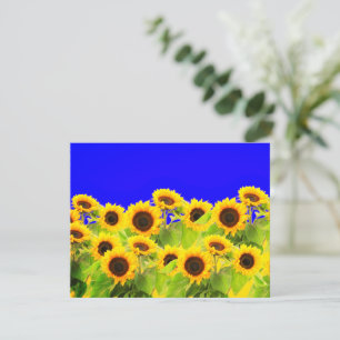Sunflower Card Ukrainian Flag Colours - Freedom