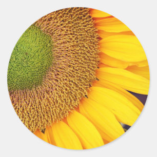 Sunflower Centre And Petals Floral Classic Round Sticker