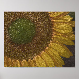 Sunflower Centre Coloured Pencil Art Poster