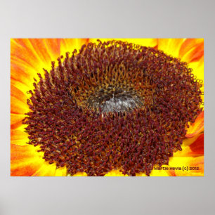 Sunflower Centre Poster