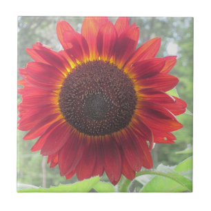 Sunflower Ceramic Tile