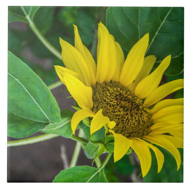 Sunflower ceramic tile (Front)