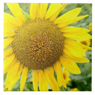 Sunflower Ceramic Tile 6 inch