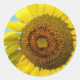 Sunflower Classic Round Sticker