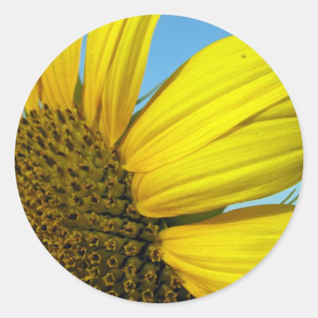 Sunflower Classic Round Sticker (Front)