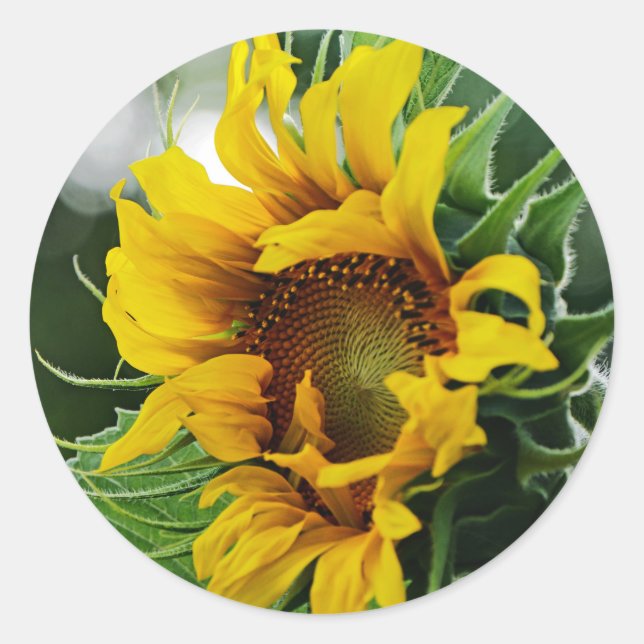 Sunflower Classic Round Sticker (Front)