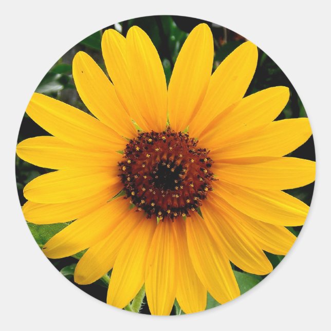 Sunflower Classic Round Sticker (Front)
