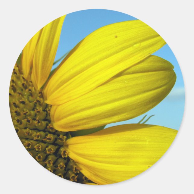 Sunflower Classic Round Sticker (Front)