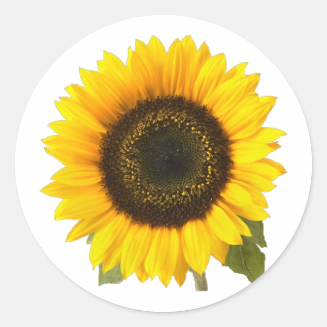 Sunflower Classic Round Sticker (Front)