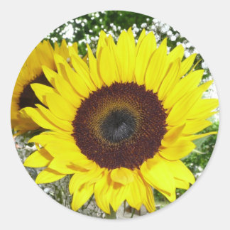 Sunflower Classic Round Sticker