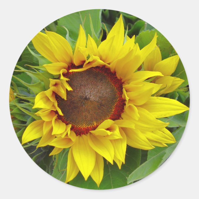 Sunflower Close-up Classic Round Sticker (Front)