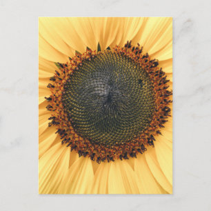 Sunflower Close-up Photo Postcard