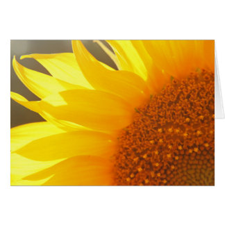 Sunflower Closeup