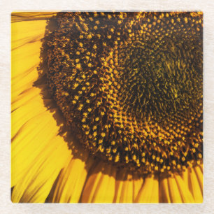 Sunflower Closeup Photo Glass Coaster