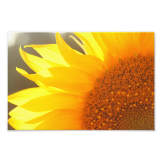 Sunflower Closeup Photo Print