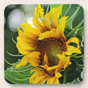 Sunflower  coaster