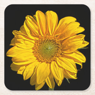 Sunflower coastercnm square paper coaster