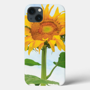 Sunflower, community garden, Moses Lake, WA, USA iPhone 13 Case