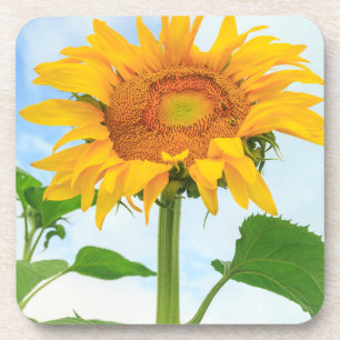 Sunflower, community garden, Moses Lake, WA, USA Coaster