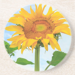 Sunflower, community garden, Moses Lake, WA, USA Coaster